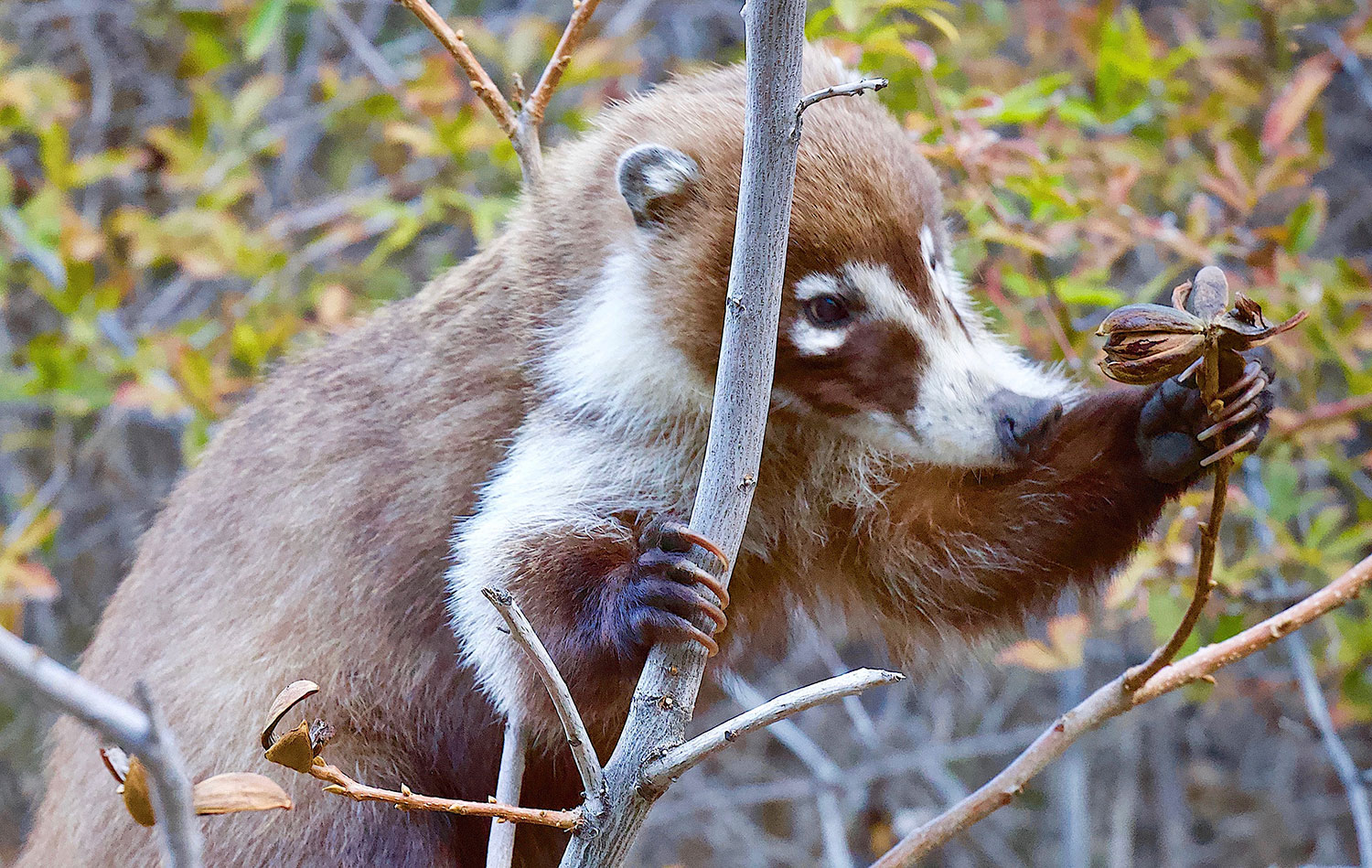 A white-nosed coati admires a nut on a pecan tree at Boyce Thompson Arboretum, near Superior. By Mark Koster