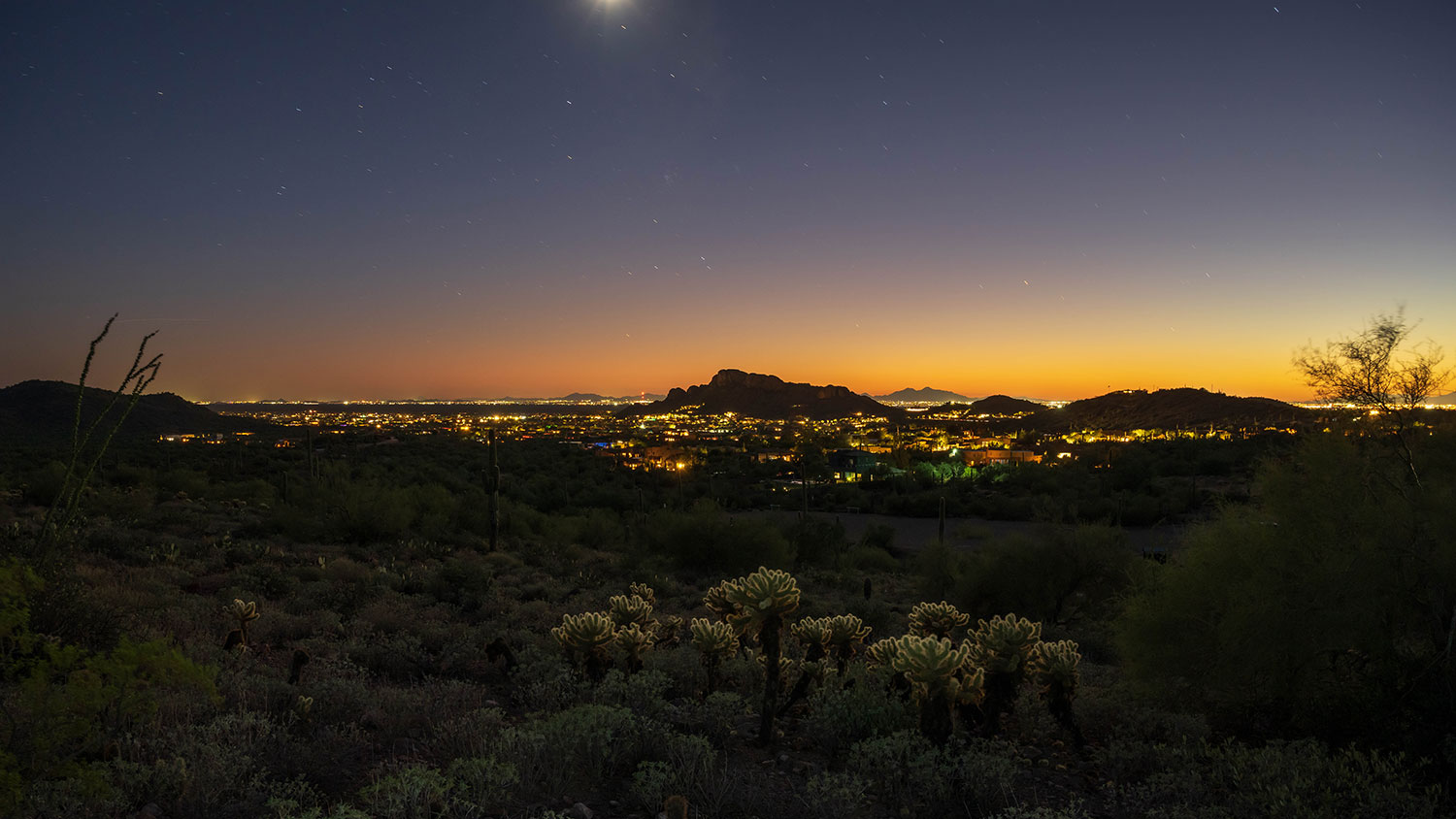 Moonlight illuminates teddy bear chollas near Gold Canyon, east of Phoenix. By Randy Wheelis