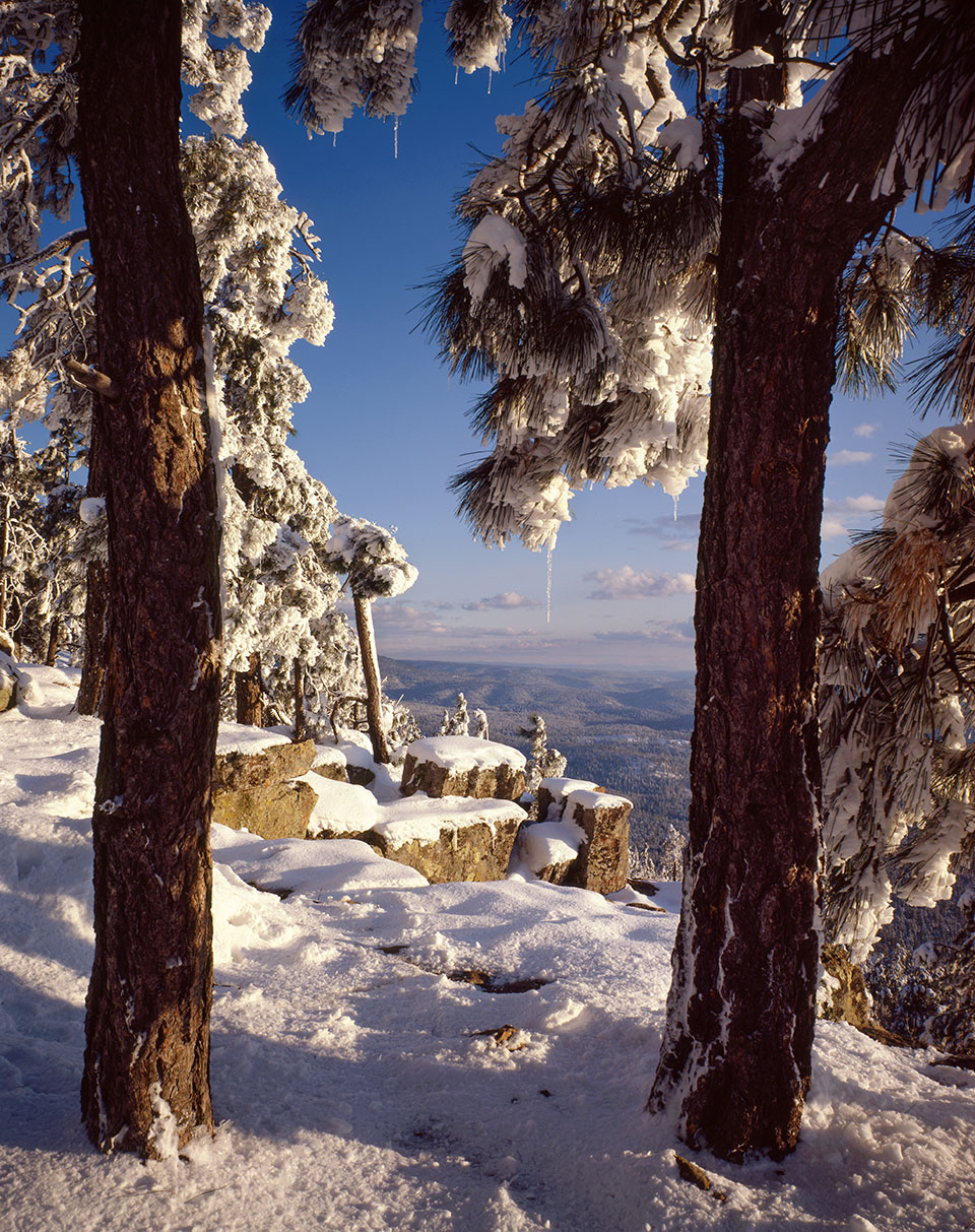 A heavy layer of snow covers ponderosa pines and rocks on the Mogollon Rim near State Route 260.