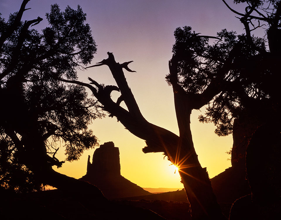 The sun rises behind East Mitten Butte and gnarled tree trunks in Monument Valley on the Navajo Nation.