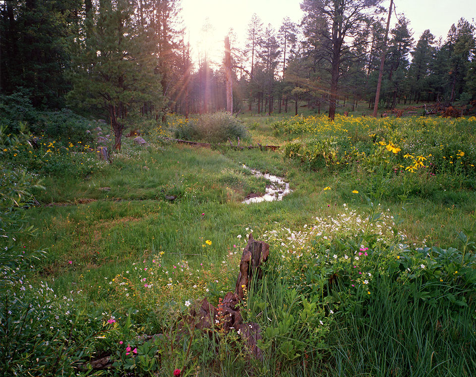 Wildflowers bloom amid ponderosa pines in a grassy meadow in Eastern Arizona’s White Mountains. This photo and others by Jacka accompanied a Stewart Udall story on Francisco Vázquez de Coronado’s journey across present-day Arizona. As then-Editor Don Dedera wrote: “The dedication [Jacka] brings to an assignment is beyond price: example, for this issue, nearly two years of scholastic research and fieldwork.”