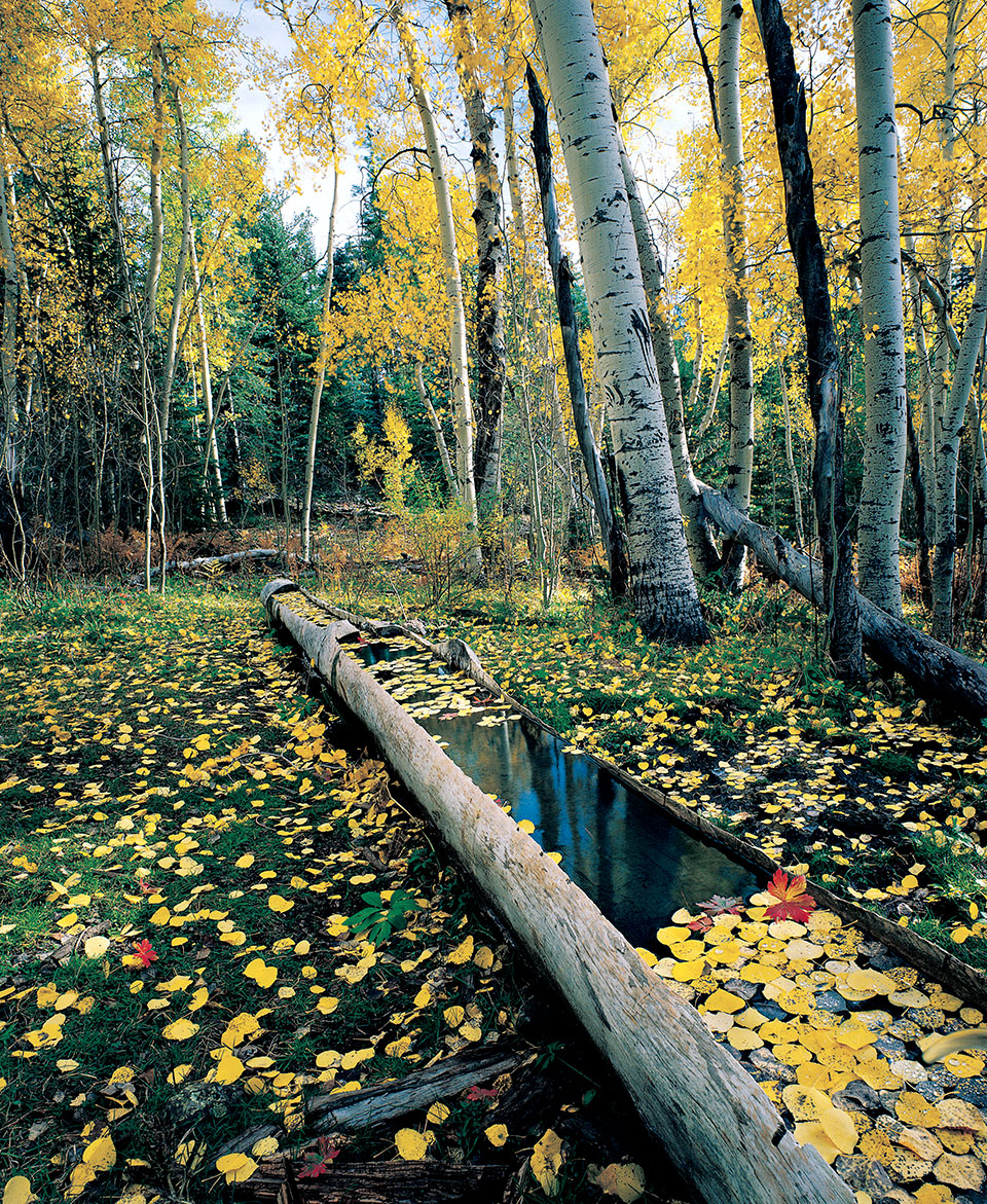 Amid fallen aspen leaves, a rain-filled, hollowed-out log awaits the deer that come to drink in a secluded glade near Alpine in the White Mountains — another of Jacka’s favorite places.