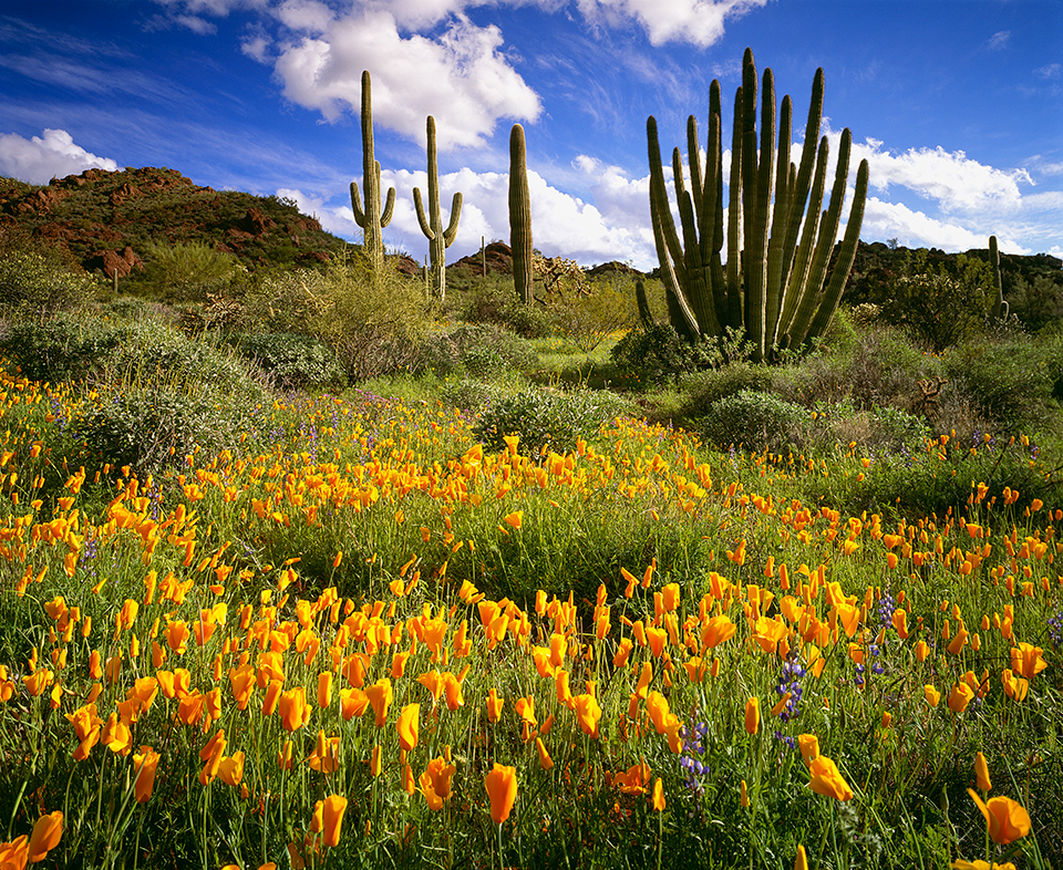 A stately organ pipe cactus rises from a sea of Mexican goldpoppies and lupines at Organ Pipe Cactus National Monument, along Arizona’s border with Mexico. The monument covers more than 500 square miles, and 95 percent of that acreage is a federal wilderness area. | George H.H. Huey