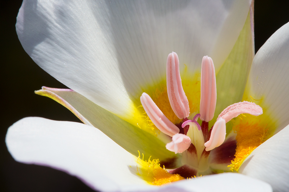 A sego lily displays its delicate bloom along the Barnhardt Trail, a hiking route in Central Arizona’s Mazatzal Mountains. Found in several Western states, sego lilies are known for their edible bulbs. | Paul Gill