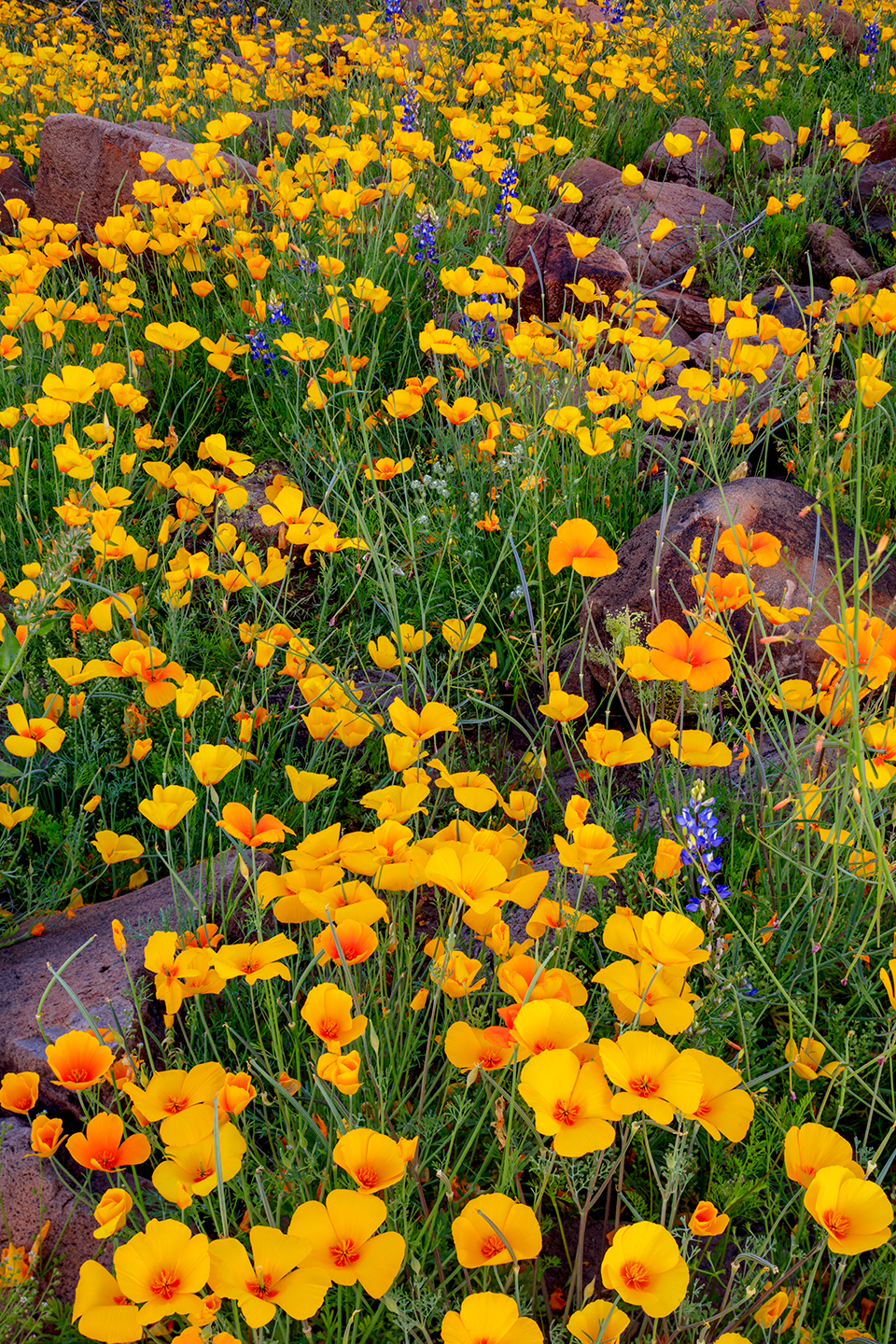 Poppies and lupines mingle in a small meadow below Saddle Mountain, west of the Phoenix area. This mountain and the desert areas around it are home to petroglyphs and dispersed camping opportunities. | Claire Curran