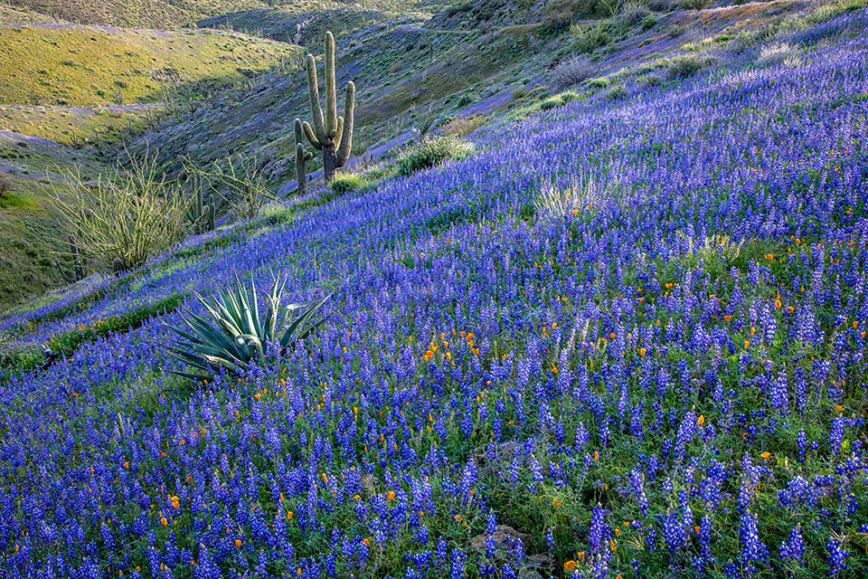 Countless lupines and a smattering of Mexican goldpoppies surround agaves, ocotillos and saguaro cactuses on the side of King’s Crown Peak, near Superior. According to the U.S. Geological Survey, the peak was named by miners who felt the nearby Silver King Mine deserved a crown. | Paul Gill