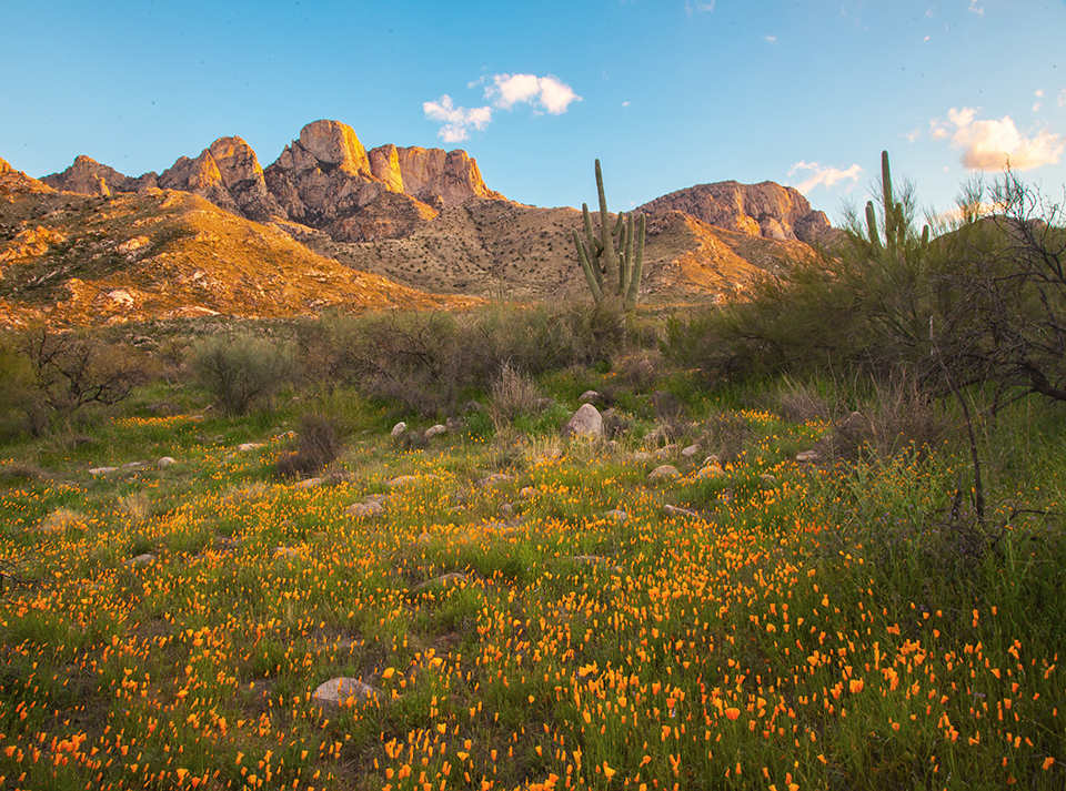 Mexican goldpoppies fill a clearing beneath the Santa Catalina Mountains at Catalina State Park, north of Tucson. This view is from one of the park’s many hiking trails. | Gurinder Singh