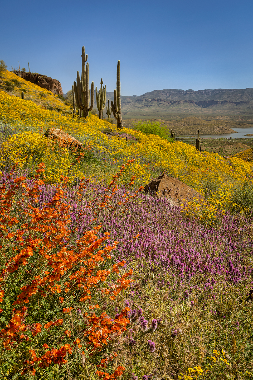 Desert globemallows, brittlebushes and owl’s clover form a multicolored tapestry around saguaros at Tonto National Monument, east of the Phoenix area. Because of its varied elevation, the monument is home to numerous desert plant species. | Paul Gill