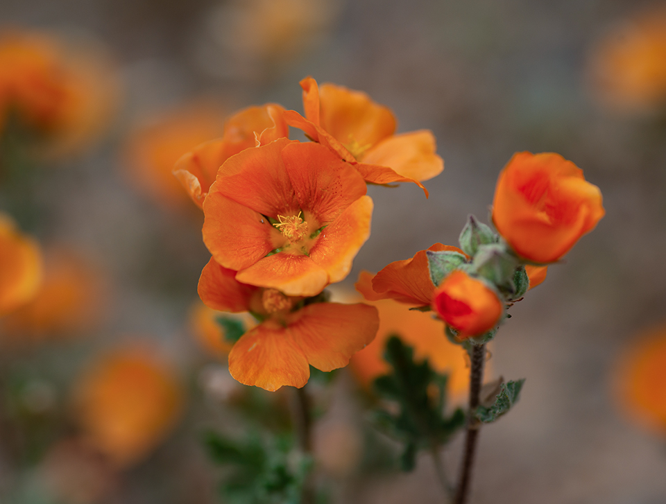 A vibrant desert globemallow reveals its intricate structure at Ironwood Forest National Monument, near Tucson. Known as an “early colon-izing” plant, globemallows often are among the first species to appear in the aftermath of desert wildfires. | Gurinder Singh