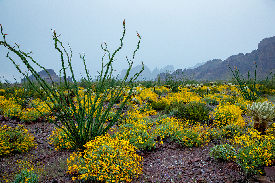 Brittlebush blooms lend their golden hues to a foggy day at Kofa National Wildlife Refuge in Western Arizona. The rocky peaks and diverse vegetation of the Kofa Mountains make this U.S. Fish and Wildlife Service site a haven for photographers. | Bruce D. Taubert