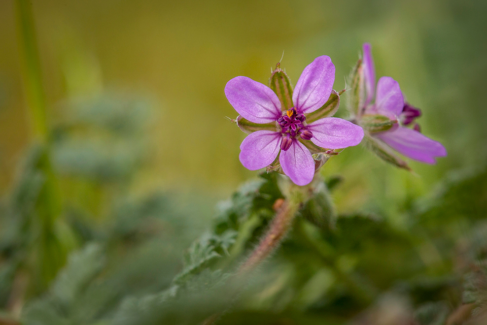 A common stork’s-bill, also known as a redstem filaree, blooms along the Salt River northeast of Phoenix. This wildflower species is native to Europe, Asia and Africa but has become well established in North America, particularly the deserts of the Southwest. | Sue Cullumber