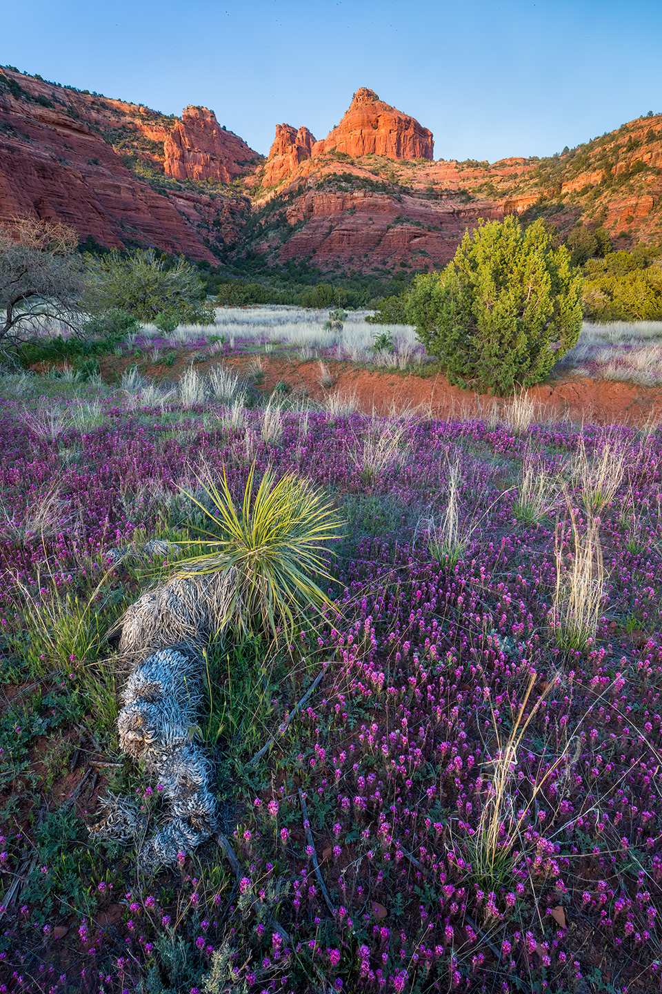 Owl’s clover populates a meadow near the sandstone cliffs of the Red Rock-Secret Mountain Wilderness, near Sedona. The meadow is near Bear Mountain, one of Red Rock Country’s most scenic hiking destinations. | Paul Gill