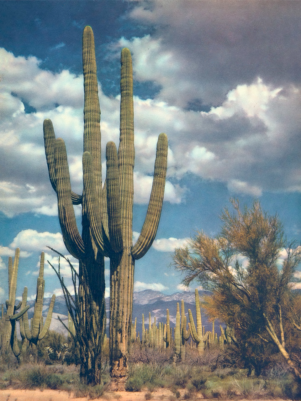  Tall saguaros reach toward cottony clouds  at Saguaro National Monument, near Tucson. When this photo was made in the 1940s, the monument had not yet become a national park. By Jack Breed