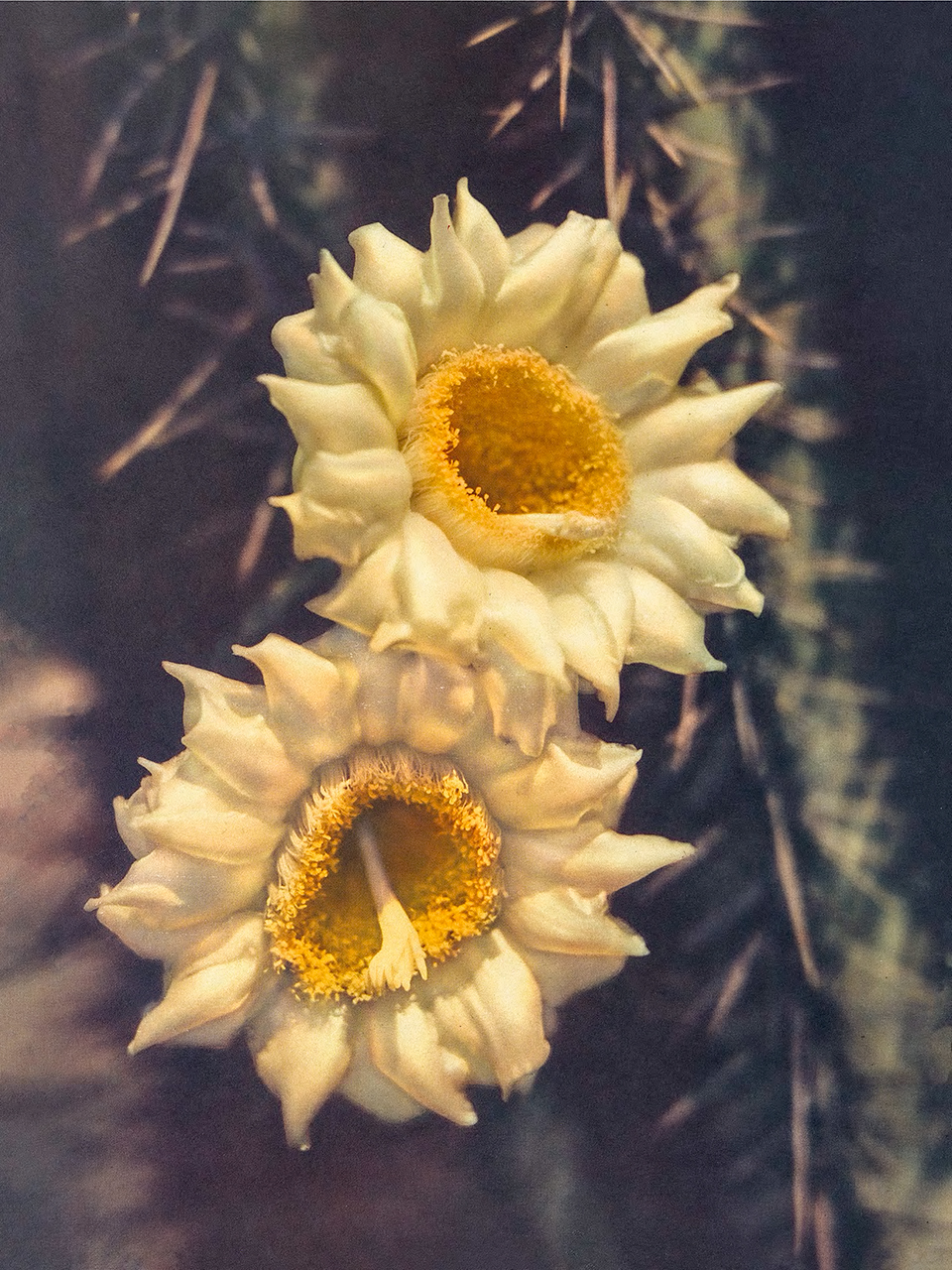 Saguaro blossoms, a fleeting symbol of the  Sonoran Desert, invite pollinators. By Don Beninati