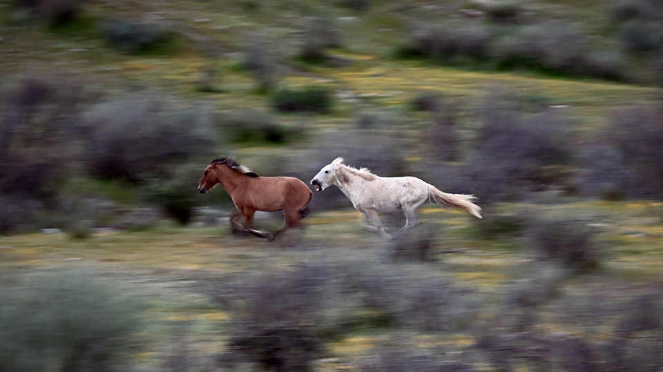 A white horse chases a brown horse at top speed through a green and scrubby setting, getting close enough to bite. By Jessica Finnie