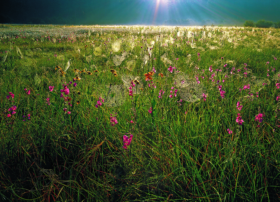 Sunlight illuminates a field of wildflowers and spiderwebs in the White Mountains. By Bob and Suzanne Clemenz.