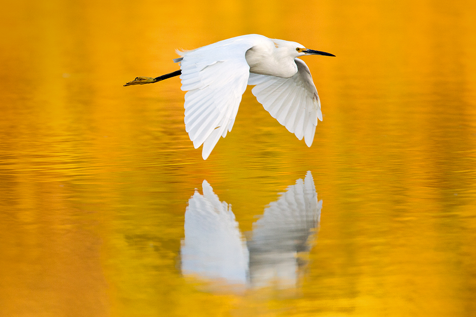 Bruce Taubert photographed this egret at a riparian preserve in the Phoenix area.