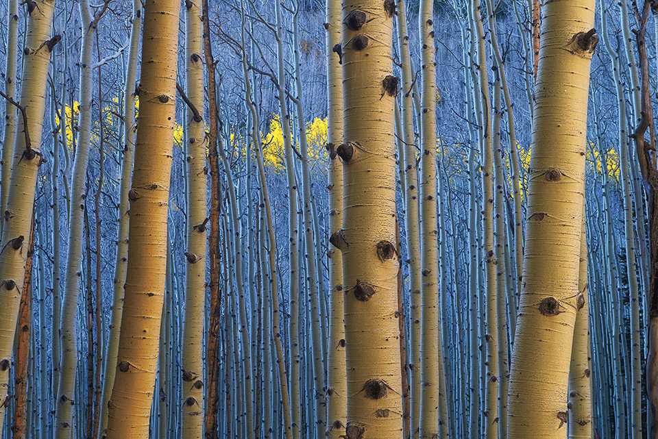 A ribbon of golden aspen leaves can be seen in the distance through foreground aspen trunks in the San Francisco Peaks