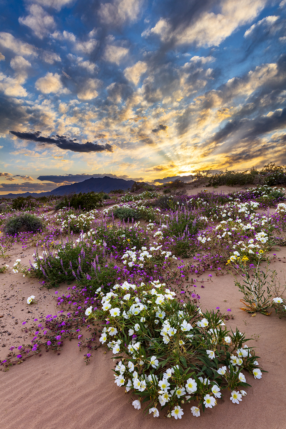 Wildflowers on a Western Arizona sand dune at sunset. By Claire Curran