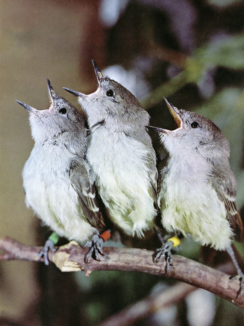 Three baby birds perch on a branch waiting to be fed. By Willis Peterson