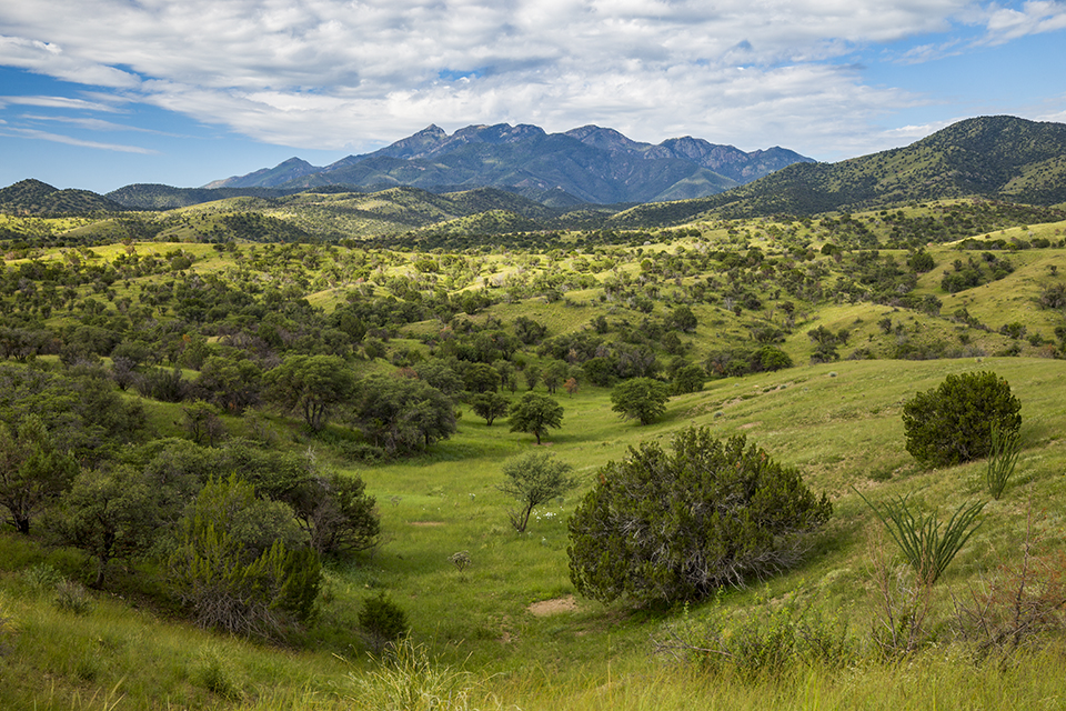 Oaks, junipers and ocotillos populate the rolling foothills of the Santa Rita Mountains, southeast of Tucson, the morning after a heavy monsoon storm. Home to biodiverse Madera Canyon and a Smithsonian Institution observatory, the Santa Ritas are one of Southern Arizona’s many “sky island” ranges. | Joel Hazelton