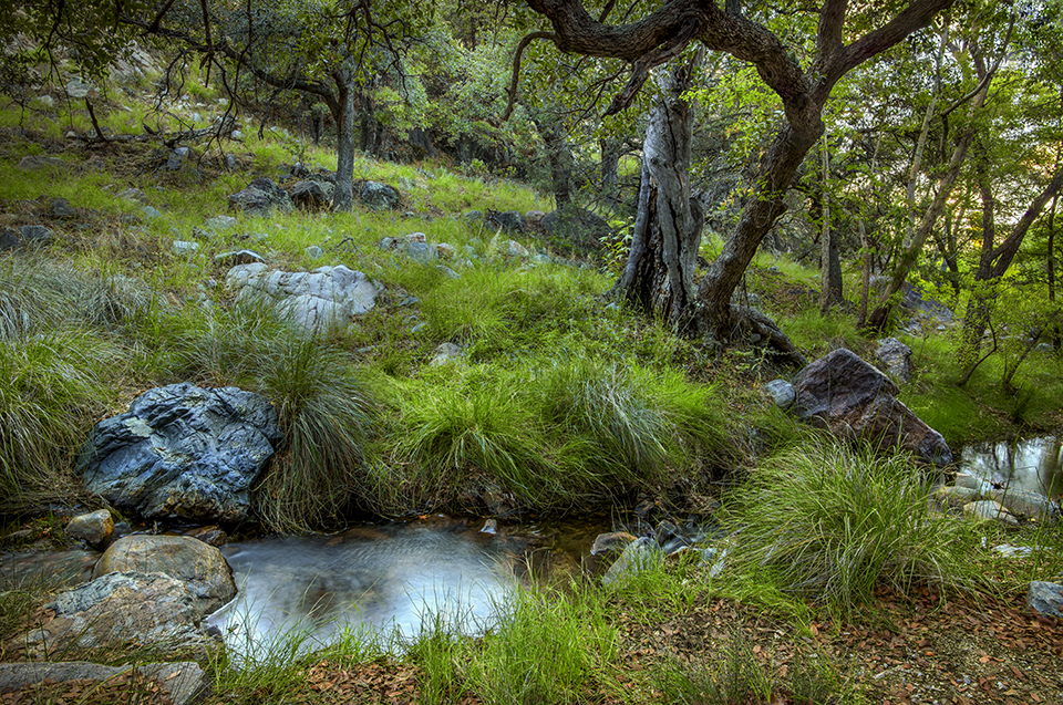 A secluded stream forms a small pool during the summer monsoon in the Santa Rita Mountains’ Madera Canyon. Renowned for its birding opportunities, Madera Canyon attracts some 250 bird species, mostly during spring, late summer and early fall. Norma Jean Gargasz