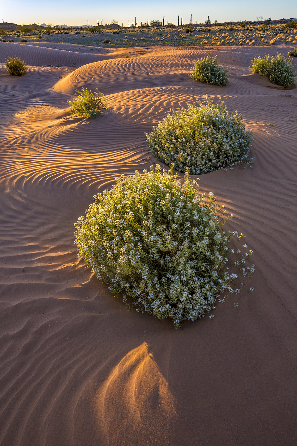 Globes of pepperweed bloom on the sand dunes of Cabeza Prieta National Wildlife Refuge, southeast of Yuma. This remote refuge, managed by the Bureau of Land Management, protects more than 850,000 acres of diverse Sonoran Desert habitat. | Paul Gill