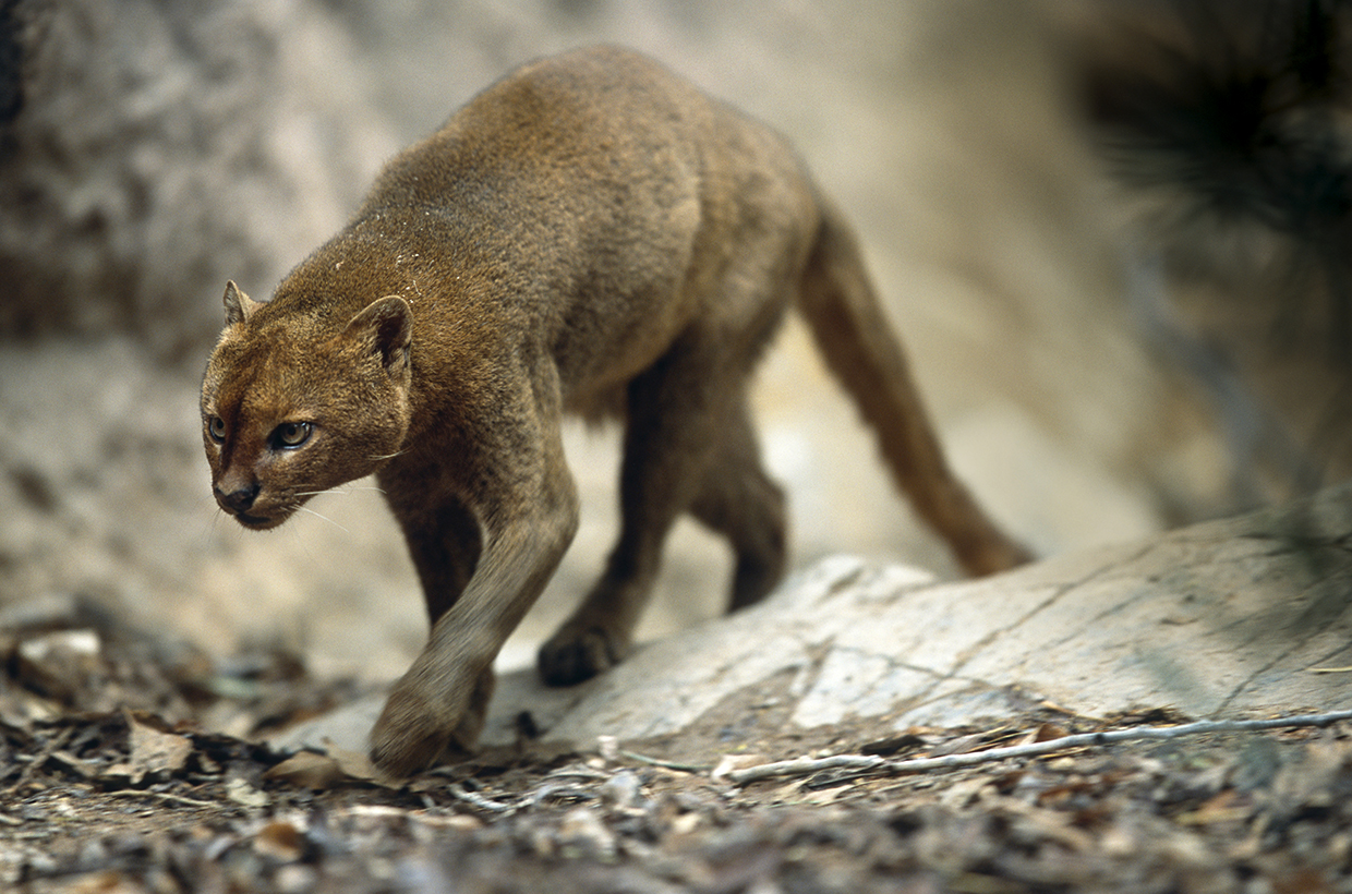 For decades, jaguarundis have been rumored to venture into Arizona, but so far, no one has been confirmed to have seen a wild jaguarundi in the state. | Blickwinkel/Alamy Stock Photo