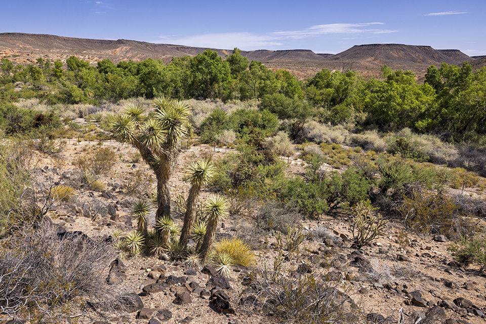 A band of green shrubs punctuates a rocky landscape featuring yucca in the foreground. By John Burcham.