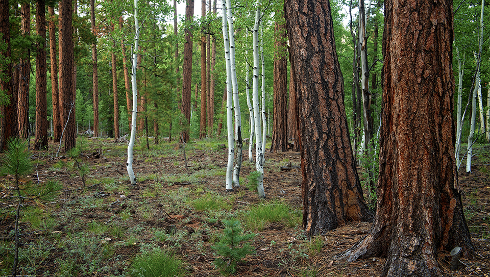 Ponderosa pines mingle with aspens along the Widforss Trail, a North Rim hiking route. This 5-mile trail offers glimpses of the Canyon and unspoiled forest as it curves toward an expansive view at Widforss Point. By Shane McDermott