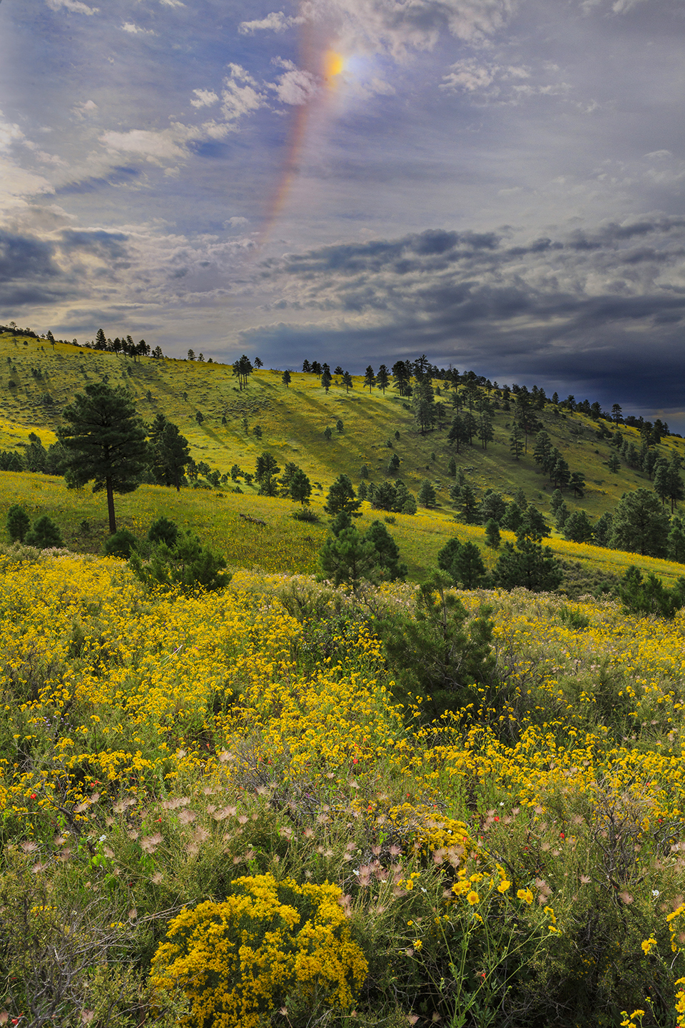 A sun dog, an atmospheric phenomenon resembling a rainbow, punctuates a view of multicolored wildflowers on the rolling hills of Bonito Park, northeast of Flagstaff. This area, near Sunset Crater Volcano National Monument, is named for the Bonito Lava Flow, which erupted from the base of Sunset Crater some 900 years ago. By Claire Curran