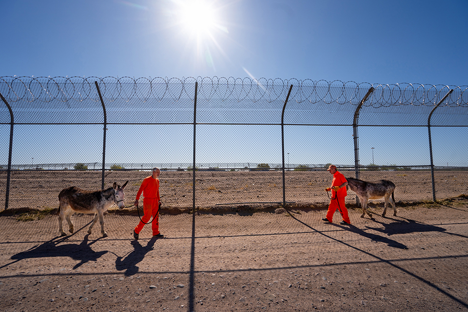 Approximately 50 to 75 burros are trained in the prison program each year, including these, being led by Joel H. (left) and Jimmie G. | David Wallace
