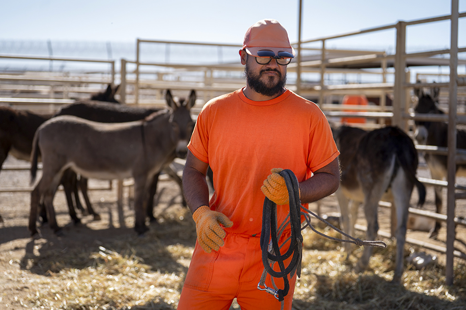 Juan V. and other trainers employ a “firm but fair” approach with the burros. | David Wallace
