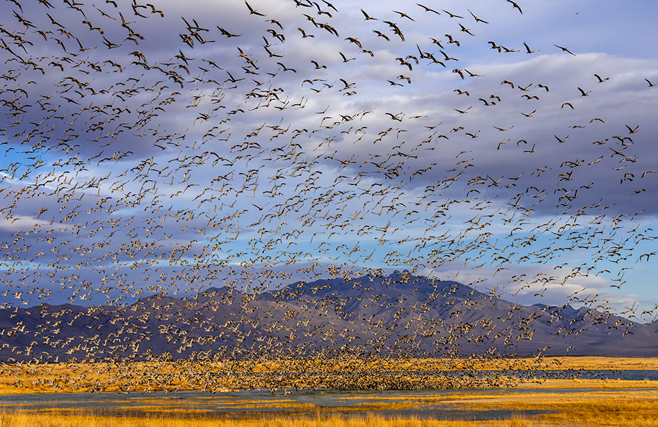 A flock of sandhill cranes lifts off in a panic, with the Dos Cabezas Mountains in the background. By Jack Dykinga