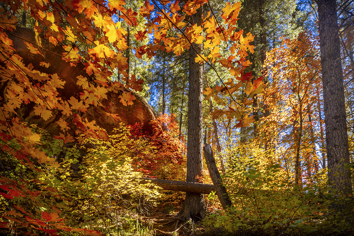 Maple leaves glow yellow, orange and red amid evergreens along the West Fork of Oak Creek, near Sedona. The best time to see fall color in Oak Creek Canyon is mid-October through mid-November, according to locals. | Byron Neslen