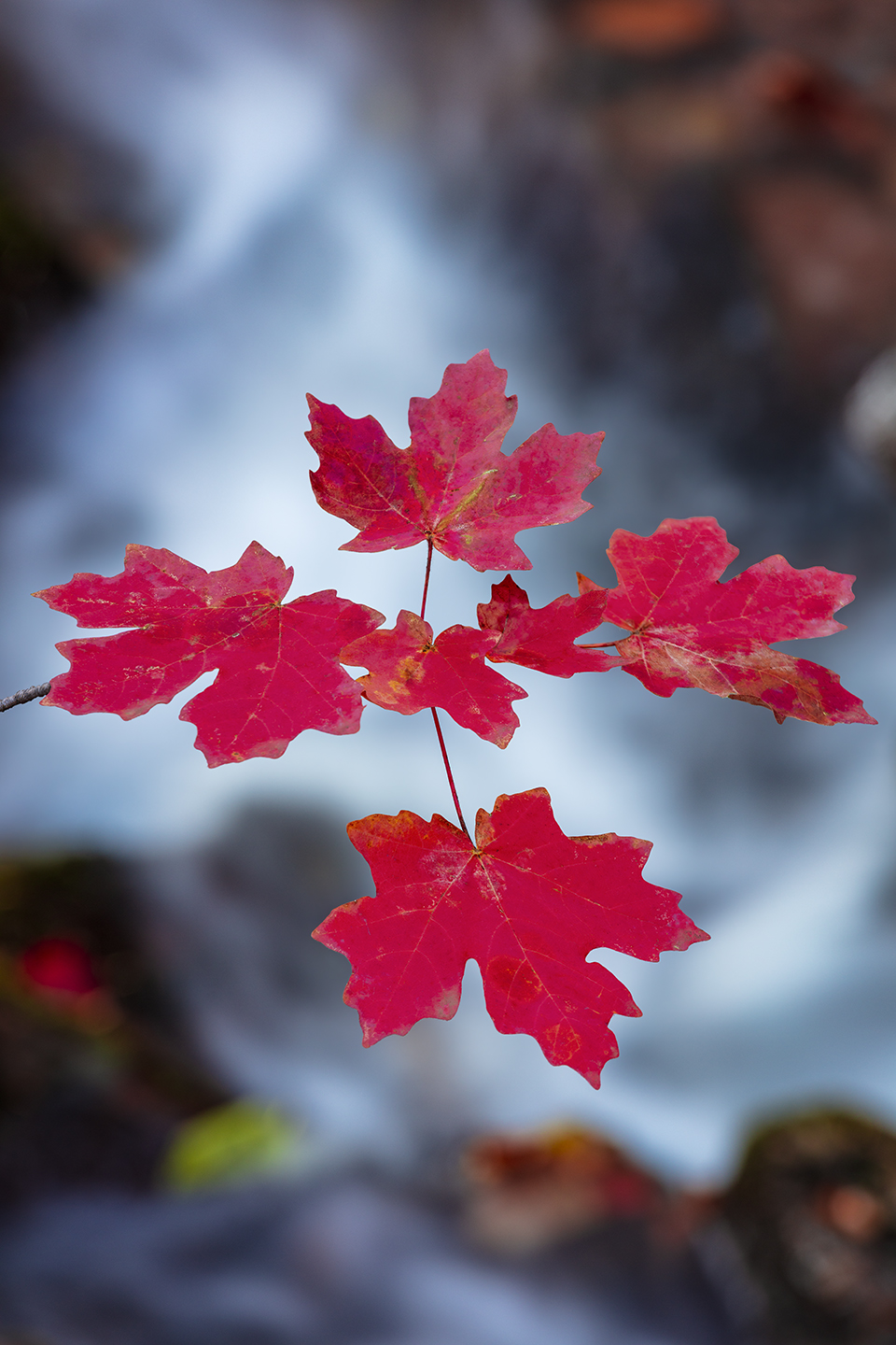 “I think this is one of the best fall photographs I’ve ever made,” the photographer says of this image from See Canyon on the Mogollon Rim. “This maple branch was very symmetrical, the wind was still, a cascade formed the backdrop, and a few leaves in the creek provided added color.” | Claire Curran