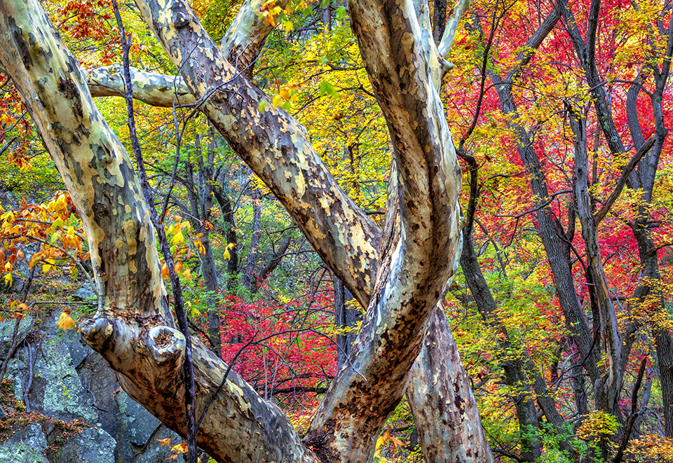 The mottled bark of Arizona sycamores contrasts with maple leaves in Miller Canyon, near Sierra Vista in the Huachuca Mountains of Southeastern Arizona. Fall color often lingers into late October in this part of the state. | Claire Curran