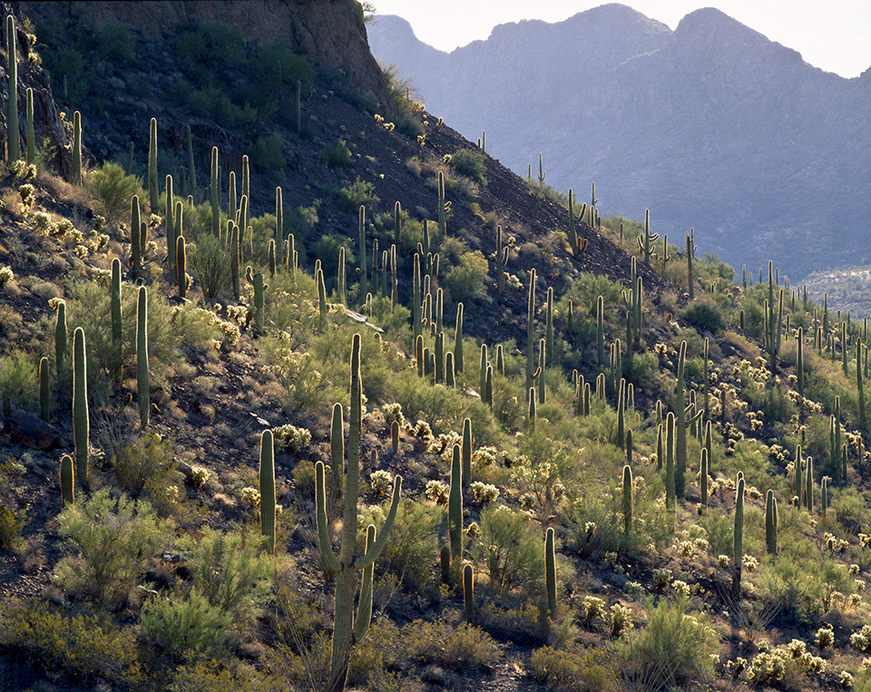 Saguaros guard a hillside in the Sand Tank Mountains, west of Phoenix. | JACK DYKINGA