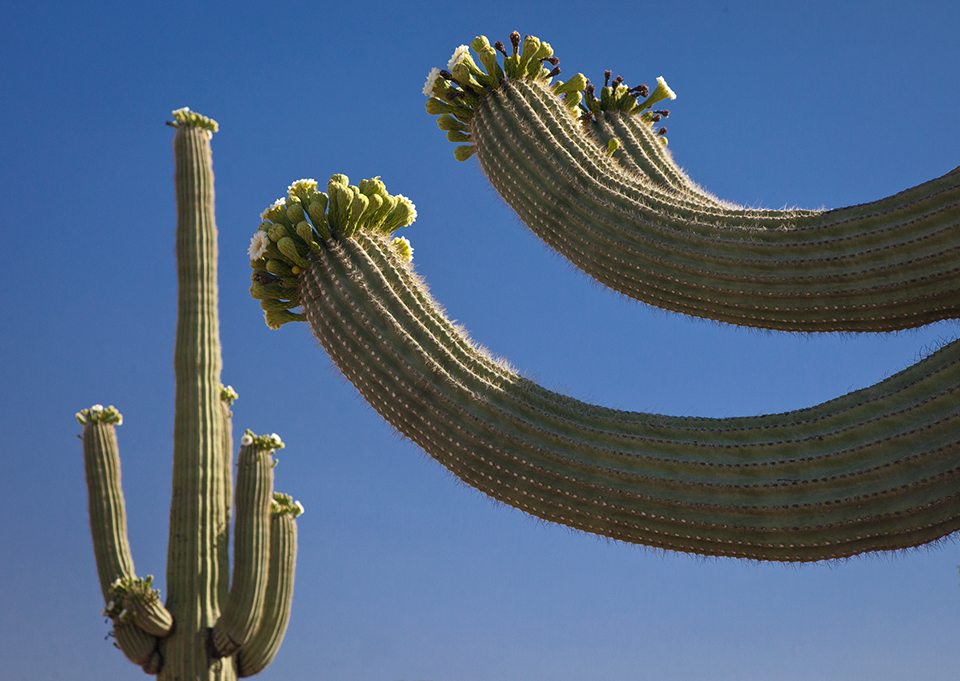 Flowers bloom on the arms of saguaros in Ironwood Forest National Monument, northwest of Tucson. | Paull Gill