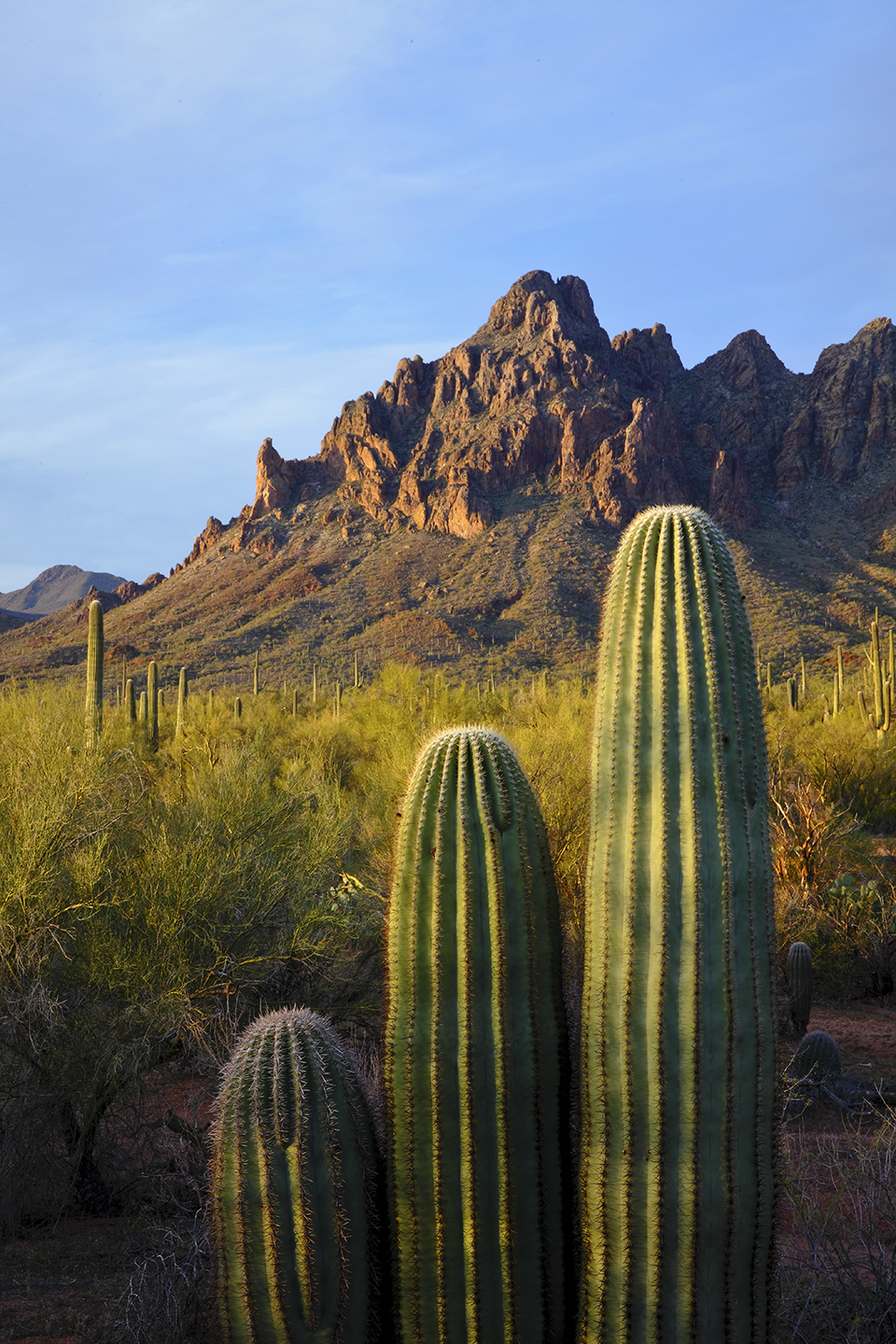 First light grazes a trio of young saguaros below Ragged Top, at the north end of the Silver Bell Mountains. Saguaros have been known to live for 200 years or longer.  | RANDY PRENTICE
