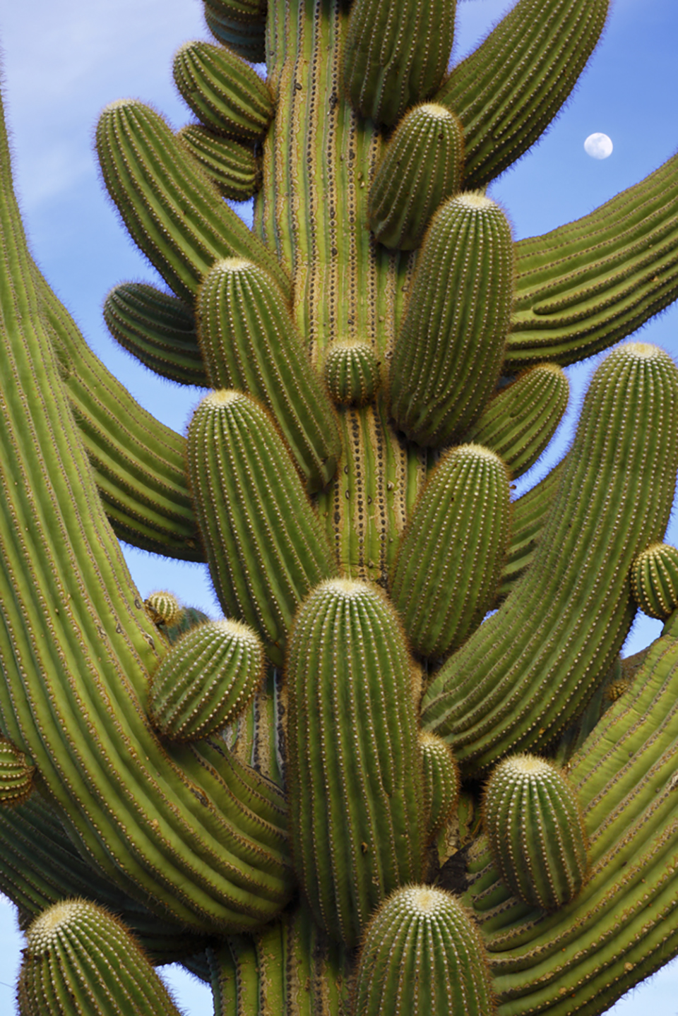 Saguaro arms frame a nearly full moon at Ironwood Forest National Monument.  | RANDY PRENTICE