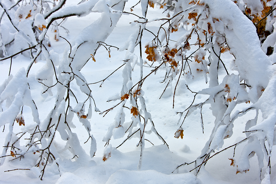 Snow sticks to tree branches, still clinging to their fall foliage, in the Sedona area. While most visitors come to Red Rock Country during warmer times of year, winter offers a different way to experience the area’s dramatic landscapes. | Suzanne Mathia