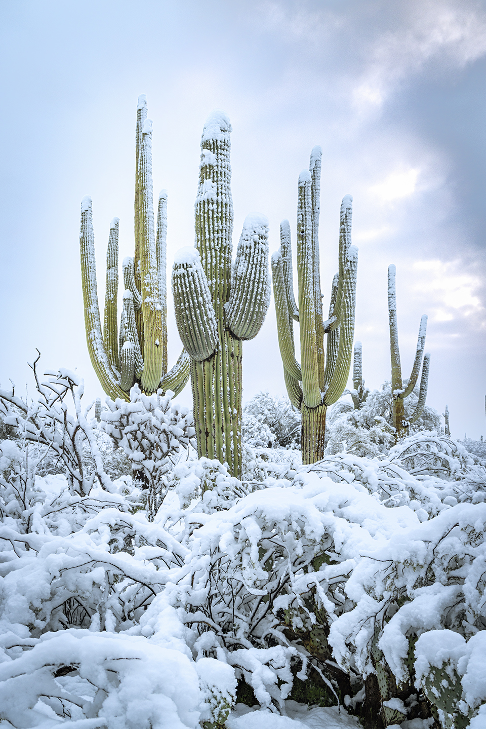 Healthy saguaros and other desert flora wear a thick coat of white in the Owl Head Buttes, north of Tucson in the foothills of the Tortolita Mountains. Saguaros can tolerate snowfall and even brief periods below freezing, but prolonged freezes can damage or kill these cactuses. | Paul Gill