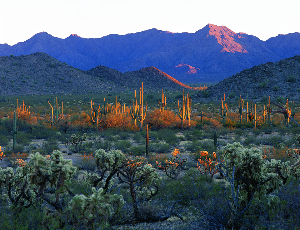 Another generation of saguaros marks Kino's path through the Sonoran Desert landscape of the Cabeza Prieta National Wildlife Refuge. | DAVID ELMS JR
