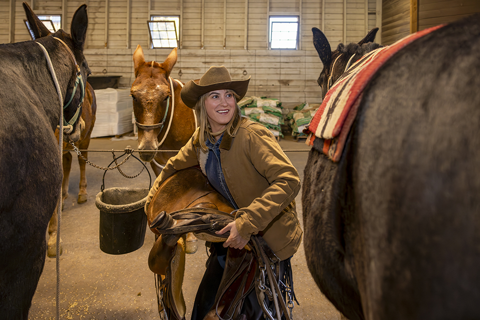 Kelbel saddles mules in the Mule Barn. Some 130 mules are used for pack trips and trail rides at the Canyon. By John Burcham