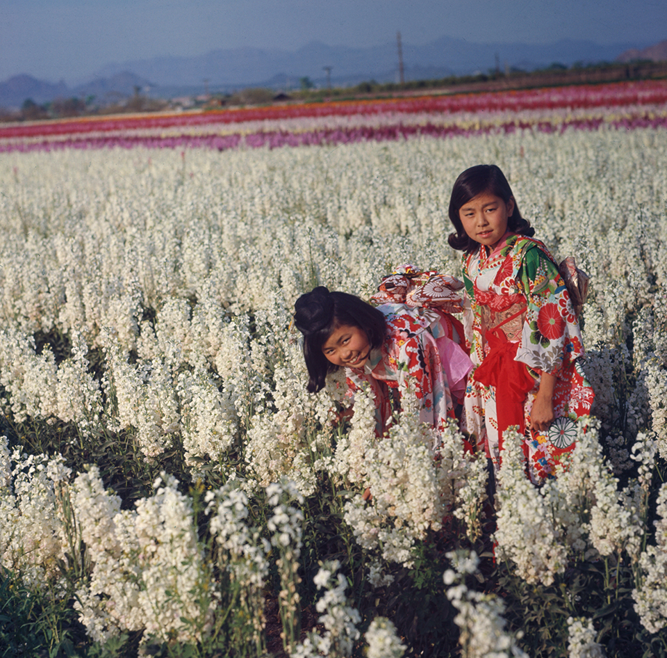 Along with wider shots, the McLaughlins excelled at making intimate portraits of Arizona’s residents. This one shows two girls at one of the many Japanese flower gardens that once operated at the base of South Mountain in Phoenix. By Herb and Dorothy McLaughlin