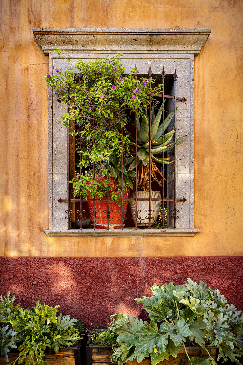 BARRIO SIN NOMBRE in Tucson has colorfully-painted buldings with gated windows and adorned with lush potted plants. By Steven Meckler