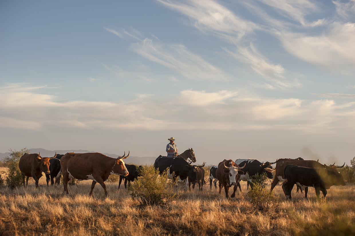 Cowboy Van Williams moves cattle through an Arizona pasture. | JEFF KIDA