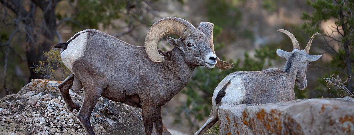 Photograph by Tom Brownold