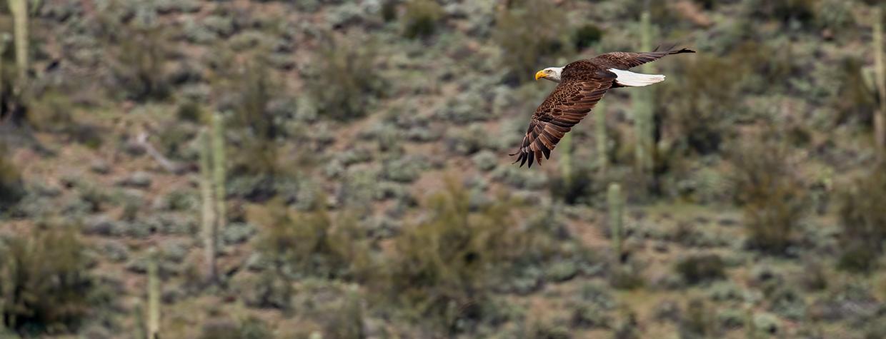 Photograph by Bruce D. Taubert